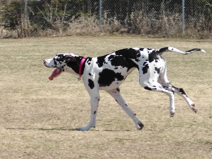Great Dane imagine Great Dane (germană) Great Dane imagine Great Dane