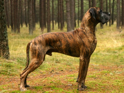 Great Dane imagine Great Dane (câine) Great Dane imagine Great Dane