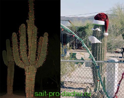 Crăciun cactus în loc de un pom de Crăciun (cactuși) Crăciun cactus în loc de un pom de Crăciun