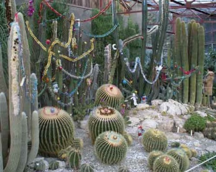 Crăciun cactus în loc de un pom de Crăciun (cactuși) Crăciun cactus în loc de un pom de Crăciun