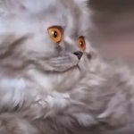 Pantofi Mascotte - Comentarii site-ul din România (pantofi) Pantofi Mascotte - Comentarii site-ul în România
