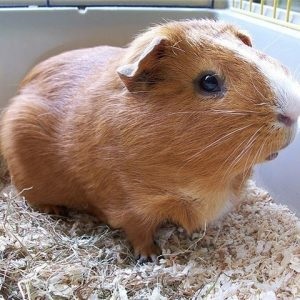 Despre un porc de guinea pentru animale de companie pentru a face acest lucru (mare) Despre un porc de guinea pentru animale de companie pentru a face