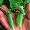 Castravetele Pasamonte descriere f1 și caracterizarea soiurilor, îngrijire, cultivarea și recenzii (varietate) Castravetele Pasamonte descriere f1 și caracterizarea soiurilor, îngrijire, cultivarea și recenzii