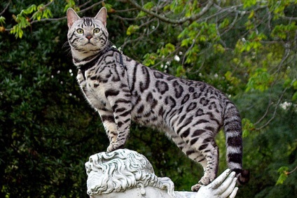 Culorile de pisici Bengal, crescatoria de pisici sălbatice Bengal Rusia (culori Bengal rozete pisici aur zăpadă argint cărbune de aur) Culorile de pisici Bengal, crescatoria de pisici sălbatice Bengal Rusia