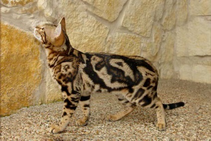 Culorile de pisici Bengal, crescatoria de pisici sălbatice Bengal Rusia (culori Bengal rozete pisici aur zăpadă argint cărbune de aur) Culorile de pisici Bengal, crescatoria de pisici sălbatice Bengal Rusia