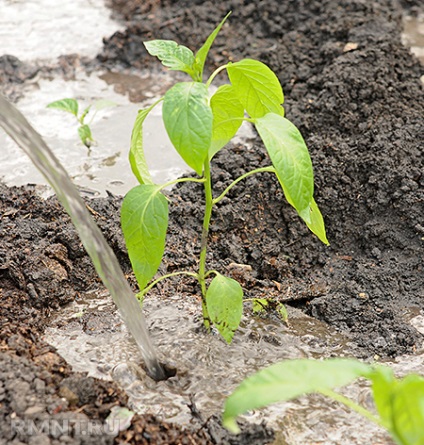 Agricultura ecologică (agricultura) agricultura ecologică