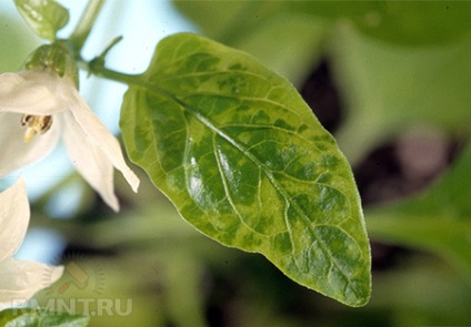 Agricultura ecologică (fructe necroză internă) agricultura ecologică