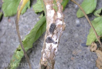 Agricultura ecologică ( „Protecția biologică a dăunătorilor) agricultura ecologică