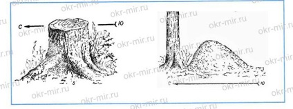 Direcționarea către zone (Pleshakov, clasa 2 registru de lucru partea 2) (clasa 2) Schi alpin (Pleshakov, Workbook de gradul 2 partea 2)