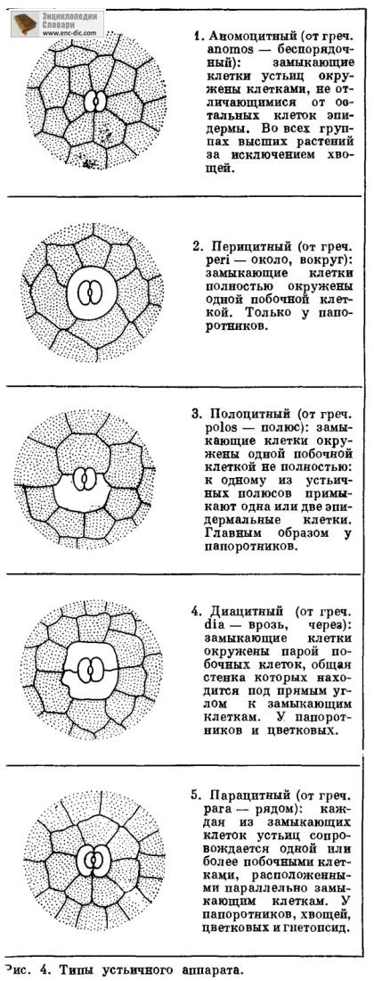 Principalele tipuri de aparate stomatal - Enciclopedia biologica - Enciclopedia & amp; dicționare