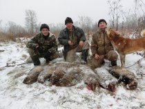 Vânătoare bursuc (bursuc) De vânătoare pentru un bursuc