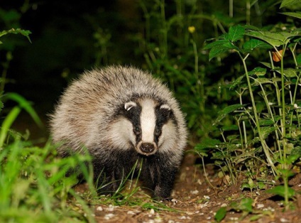 Badger de vânătoare pe timp de noapte (bursuc) De vânătoare pentru un bursuc pe timp de noapte