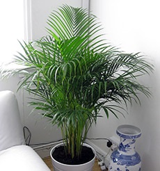 Areca de îngrijire de palmier, reproducerea, transplantul