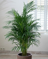 îngrijire Areca palmier, reproducerea, transferul (retragere) Areca de îngrijire de palmier, reproducerea, transplantul