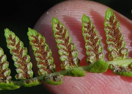 Fern plantare lady-feriga și îngrijire (feriga) Fern plantare lady-ferigă și îngrijire