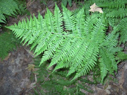 Fern plantare lady-feriga și îngrijire (Athyrium) Fern plantare lady-ferigă și îngrijire