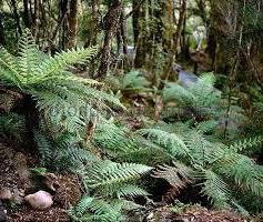 Fern plantare lady-ferigă și îngrijire