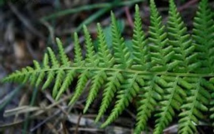 Fern plantare lady-feriga și îngrijire (feminin) Fern plantare lady-ferigă și îngrijire