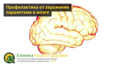 Parazitează în simptome cerebrale, tipuri și tratament (simptome) Paraziți în simptomele creierului, tipuri și tratament