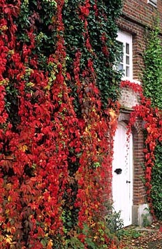 Parthenocissus, sau struguri de fată (creștere) Parthenocissus, sau struguri de fată
