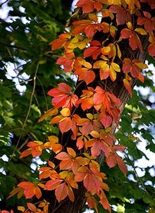 Parthenocissus sau struguri de fată (Parthenocissus) Parthenocissus, sau struguri de fată