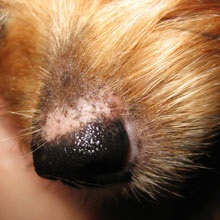 Patologie, însoțită de hipopigmentare a pielii si blanii la câini și pisici - zooinform oraș (patologie) Patologie, însoțită de hipopigmentare a pielii si blanii la câini și pisici - zooinform oraș