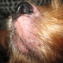 Patologie, însoțită de hipopigmentare a pielii si blanii la câini și pisici - zooinform oraș (hipopigmentare Dobândite asociat) Patologie, însoțită de hipopigmentare a pielii si blanii la câini și pisici - zooinform oraș