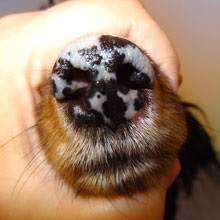 Patologie, însoțită de hipopigmentare a pielii si blanii la câini și pisici - zooinform oraș (pisici) Patologie, însoțită de hipopigmentare a pielii si blanii la câini și pisici - zooinform oraș