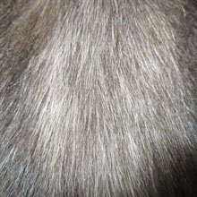 Patologie, însoțită de hipopigmentare a pielii si blanii la câini și pisici - zooinform oraș (piele) Patologie, însoțită de hipopigmentare a pielii si blanii la câini și pisici - zooinform oraș