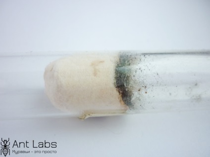 Fungii, bacterii și alge (mucegai) Mucegai, bacterii și alge