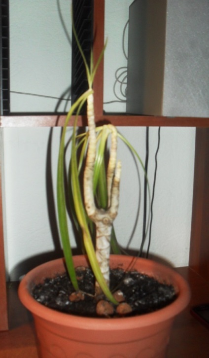 De ce Dracaena a murit într-o noapte (unul) De ce Dracaena ucis peste noapte
