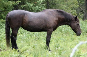 De ce cai, ponei si alte animale dorm in picioare sau culcat (animale) De ce cai, ponei si alte animale dorm in picioare sau culcat