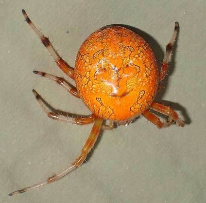 De ce ne este frică de păianjeni (frica de paianjeni) De ce ne este frică de păianjeni
