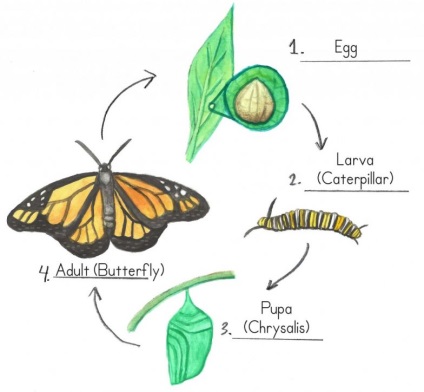 De ce sunt fluturi (Lepidoptera) De ce sunt fluturi