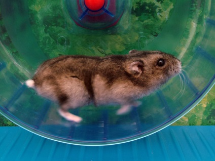 De ce hamster care rulează într-o roată (hamsteri) De ce hamsteri rulează în roata