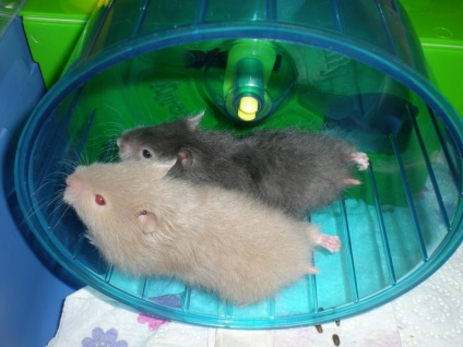 De ce nu un hamster care rulează pe o roată, ca trenul (pentru un motiv oarecare) De ce nu un hamster care rulează pe o roată, ca trenul