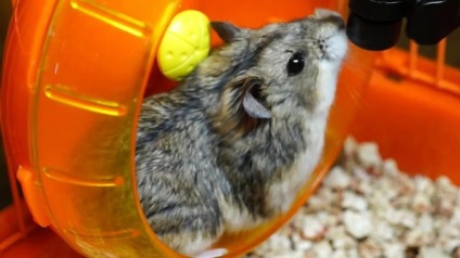 De ce nu un hamster care rulează pe o roată, ca trenul (pentru un motiv oarecare) De ce nu un hamster care rulează pe o roată, ca trenul