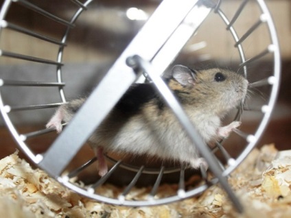 De ce nu un hamster care rulează pe o roată, ca trenul (tren) De ce nu un hamster care rulează pe o roată, ca trenul