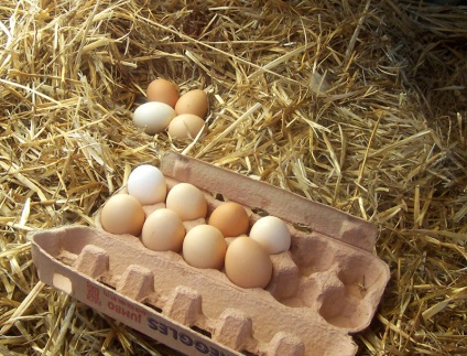 Produse utile și dăunătoare pentru hipofiza - alimente fotografie (hipofiza) Produse utile și dăunătoare pentru pituitară - alimente fotografie