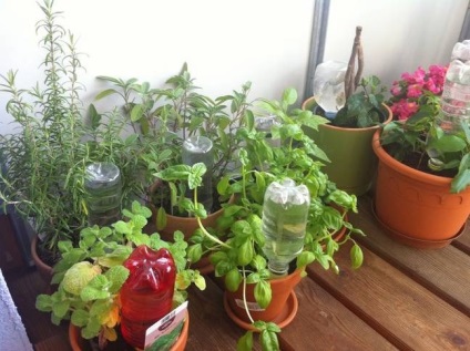 Udare flori în timpul sărbătorilor (plante de interior) Udarea flori în timpul sărbătorilor