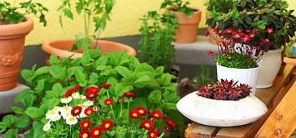 Udarea flori în timpul sărbătorilor (irigarea de sticle din plastic) Udarea flori în timpul sărbătorilor