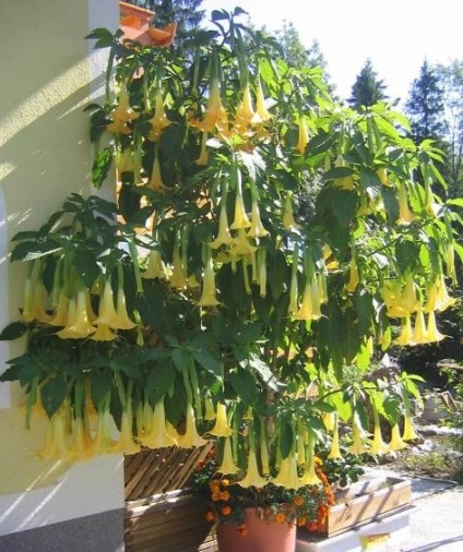 Udarea flori în timpul sărbătorilor (Brugmansia udare) Udarea flori în timpul sărbătorilor