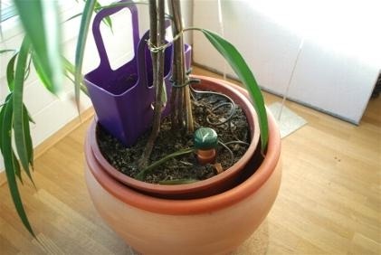 Udarea flori în timpul sărbătorilor (Deci, plante) Udarea flori în timpul sărbătorilor