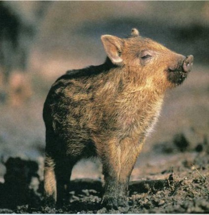 kabanenok dungat (vier adult) kabanenok dungi