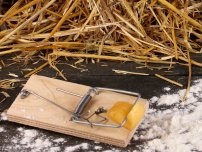 Avantaje și prejudicii de fluturi în grădină, florile din grădină (conac) (utilizare) Beneficiu și să aducă prejudicii fluturi în grădină, flori de grădină (conac)