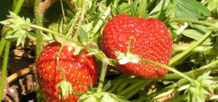Beneficiile căpșunilor pentru organismul uman (proprietățile benefice) (organism) Beneficiile căpșunilor pentru organismul uman (proprietățile benefice)