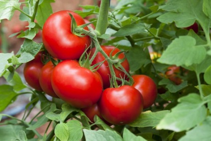 Tomate în Urali atunci când plantate într-o seră, cele mai scăzut de creștere soiuri pentru teren deschis, (Munții Urali) Tomate în Urali atunci când plantate într-o seră, cel mai bun nivel scăzut în creștere soiuri de teren deschis,