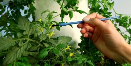 Tomate în Urali atunci când plantate într-o seră, cele mai bune soiuri cu creștere scăzute pentru exterior (teren) Tomate în Urali atunci când plantate într-o seră, cel mai bun nivel scăzut în creștere soiuri de teren deschis,