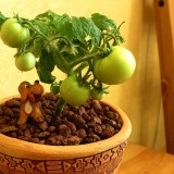 soiuri de roșii cu o fotografie și o descriere pentru balcoane si apartamente, dimensiunea si durata de viata (Florida de tomate Petit) soiuri de roșii cu o fotografie și o descriere pentru balcoane si apartamente, dimensiunea si durata de viata
