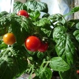 soiuri de roșii cu o fotografie și o descriere pentru balcoane si apartamente, dimensiunea si durata de viata (Florida de tomate Petit) soiuri de roșii cu o fotografie și o descriere pentru balcoane si apartamente, dimensiunea si durata de viata
